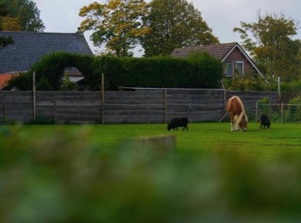 Vakantiewoningen De Schelp Renesse Exteriör bild