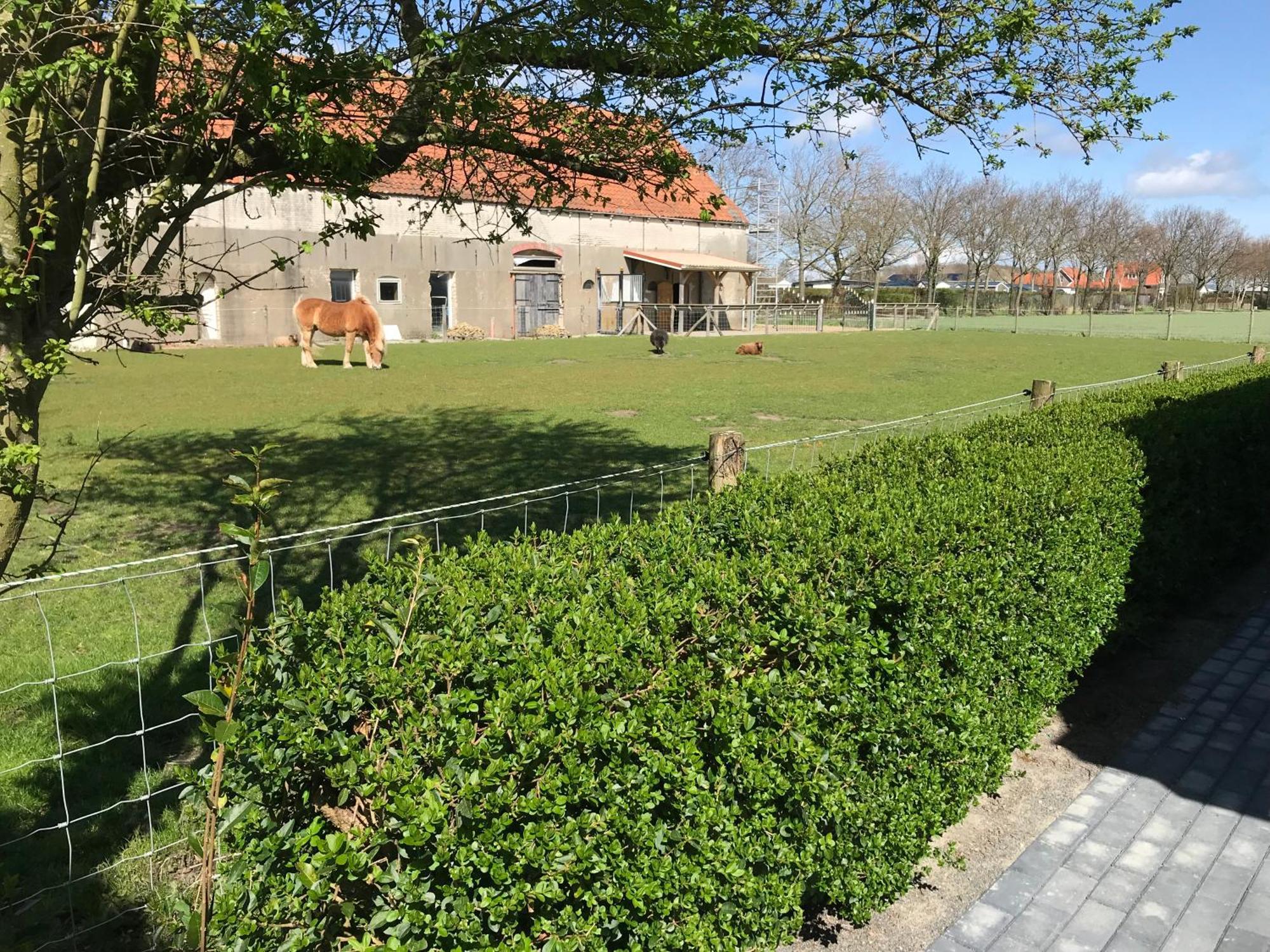 Vakantiewoningen De Schelp Renesse Exteriör bild